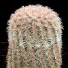 Echinocereus_primolanatus
